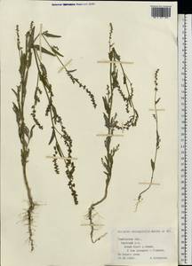 Лебеда продолговатолистная Waldst. & Kit., Восточная Европа, Центральный лесостепной район (E6) (Россия)