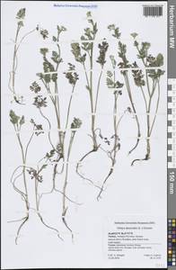 Orlaya platycarpos W.D.J.Koch, Зарубежная Азия (ASIA) (Турция)