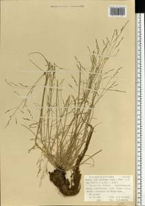 Puccinellia capillaris subsp. pulvinata (Fr.) Tzvelev, Восточная Европа, Северный район (E1) (Россия)