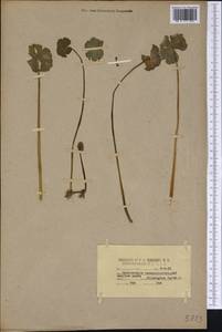 Hydrocotyle ranunculoides L. fil., Америка (AMER) (США)