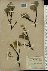 Ива мохнатая, Ива шерстистая L., Восточная Европа, Северный район (E1) (Россия)