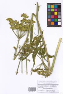 Heracleum sphondylium subsp. sibiricum (L.) Simonk., Восточная Европа, Московская область и Москва (E4a) (Россия)