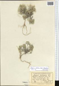 Odontarrhena inflata (Nyár.) D. A. German, Средняя Азия и Казахстан, Копетдаг, Бадхыз, Малый и Большой Балхан (M1) (Туркмения)