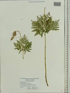 Botrypus virginianus (L.) Michx., Восточная Европа, Центральный лесной район (E5) (Россия)