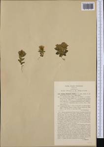 Gentianella ramosa (Hegetschw.) J. Holub, Западная Европа (EUR) (Италия)