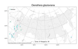 Oenothera glazioviana, Ослинник Глазиу Micheli, Атлас флоры России (FLORUS) (Россия)