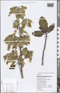 Kalanchoe pinnata (Lam.) Pers., Зарубежная Азия (ASIA) (Вьетнам)