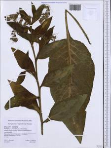 Symphytum ×uplandicum Nyman, Западная Европа (EUR) (Германия)