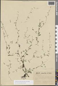Myosotis laxa subsp. baltica (Sam.) Hyl. ex Nordh., Восточная Европа, Центральный лесостепной район (E6) (Россия)