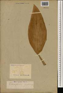 Kaempferia galanga L., Зарубежная Азия (ASIA) (Неизвестно)