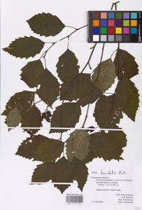 Alnus incana subsp. tenuifolia (Nutt.) Breitung, Восточная Европа, Центральный район (E4) (Россия)