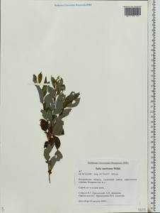 Ива Штарке, Ива приземистая Willd., Восточная Европа, Центральный лесной район (E5) (Россия)