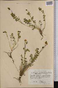 Astragalus peterae H. T. Tsai & Yu, Средняя Азия и Казахстан, Памир и Памиро-Алай (M2) (Таджикистан)