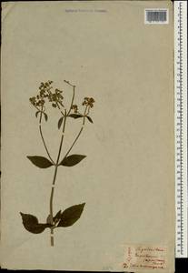 Eupatorium japonicum Thunb., Зарубежная Азия (ASIA) (Япония)