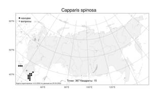 Capparis spinosa, Каперсы колючие L., Атлас флоры России (FLORUS) (Россия)