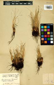 Carex myosuroides Vill., Сибирь, Прибайкалье и Забайкалье (S4) (Россия)
