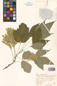 Клен ясенелистный, Клен американский L., Восточная Европа, Московская область и Москва (E4a) (Россия)