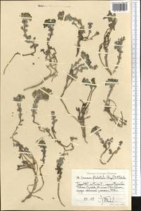 Solms-laubachia flabellata (Regel) J.P. Yue, Al-Shehbaz & H. Sun, Средняя Азия и Казахстан, Памир и Памиро-Алай (M2) (Таджикистан)