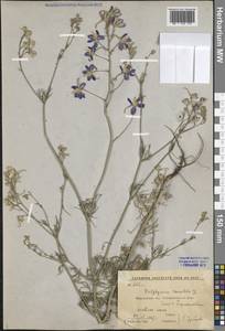 Delphinium consolida subsp. consolida, Восточная Европа, Центральный лесостепной район (E6) (Россия)