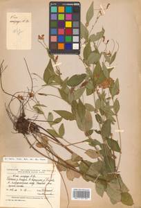 Горошек однопарный A.Braun, Сибирь, Дальний Восток (S6) (Россия)