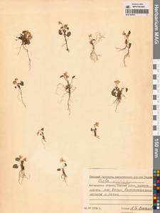 Фиалка Селькирка Pursh ex Goldie, Сибирь, Чукотка и Камчатка (S7) (Россия)