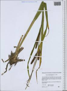 Carex utriculata Boott, Сибирь, Дальний Восток (S6) (Россия)