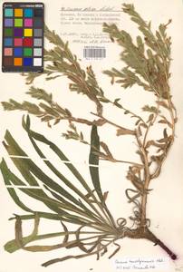 Onosma transrhymnense Klokov ex Popov, Восточная Европа, Нижневолжский район (E9) (Россия)