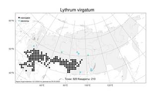 Lythrum virgatum, Дербенник лозный L., Атлас флоры России (FLORUS) (Россия)