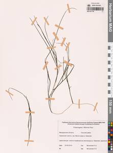 Штукения нитевидная, Рдест нитевидный (Pers.) Börner, Сибирь, Чукотка и Камчатка (S7) (Россия)