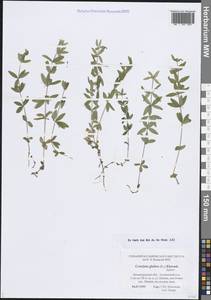 Cruciata verna subsp. verna, Восточная Европа, Северо-Западный район (E2) (Россия)