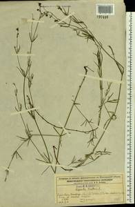 Cynanchica tinctoria (L.) Fourr., Восточная Европа, Волжско-Камский район (E7) (Россия)