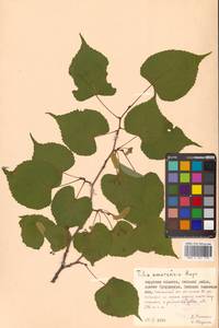 Липа амурская Rupr., Сибирь, Дальний Восток (S6) (Россия)