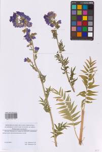 Синюха голубая L., Восточная Европа, Московская область и Москва (E4a) (Россия)