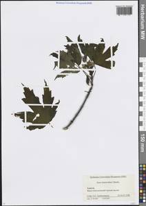 Acer heldreichii subsp. trautvetteri (Medw.) A.E.Murray, Кавказ, Краснодарский край и Адыгея (K1a) (Россия)