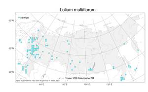 Lolium multiflorum, Плевел многоцветковый Lam., Атлас флоры России (FLORUS) (Россия)