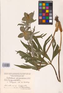 Морозник пурпурный Waldst. & Kit., Восточная Европа, Западно-Украинский район (E13) (Украина)