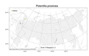 Potentilla prostrata, Potentilla ×prostrata Rottb., Атлас флоры России (FLORUS) (Россия)