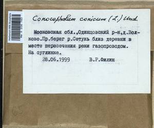 Conocephalum conicum (L.) Dumort., Гербарий мохообразных, Мхи - Москва и Московская область (B6a) (Россия)
