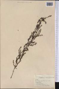 Euploca lagoensis (Warm.) Diane & Hilger, Америка (AMER) (Куба)