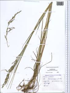 Lolium pratense (Huds.) Darbysh., Кавказ, Азербайджан (K6) (Азербайджан)