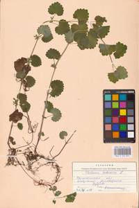 MHA 0 155 874, Будра плющевидная L., Восточная Европа, Центральный лесостепной район (E6) (Россия)