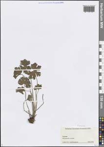 Герань, Кавказ, Грузия (K4) (Грузия)