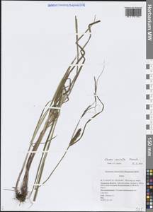 Осока пузыреватая Meinsh., Сибирь, Дальний Восток (S6) (Россия)