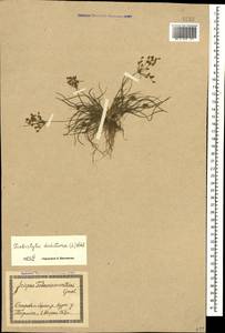 Фимбристилис вильчатый (L.) Vahl, Кавказ, Грузия (K4) (Грузия)