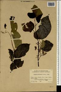 Alangium chinense (Lour.) Harms, Зарубежная Азия (ASIA) (КНР)