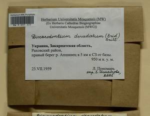 Dicranodontium denudatum (Brid.) E. Britton, Гербарий мохообразных, Мхи - Украина и Молдавия (B3) (Украина)
