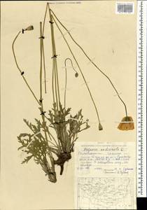 Oreomecon nudicaulis subsp. nudicaulis, Монголия (MONG) (Монголия)