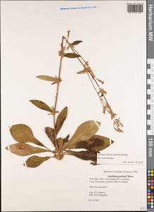 Ainsliaea latifolia (D. Don) Sch. Bip., Зарубежная Азия (ASIA) (Вьетнам)