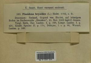 Fissidens bryoides Hedw., Гербарий мохообразных, Мхи - Западная Европа (BEu) (Дания)