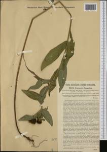 Centaurea phrygia subsp. carpatica (Porcius) Dostál, Западная Европа (EUR) (Румыния)